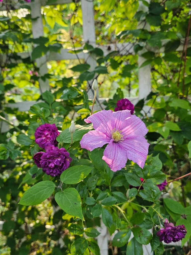 Lila klängros och rose klematis i vit spalje