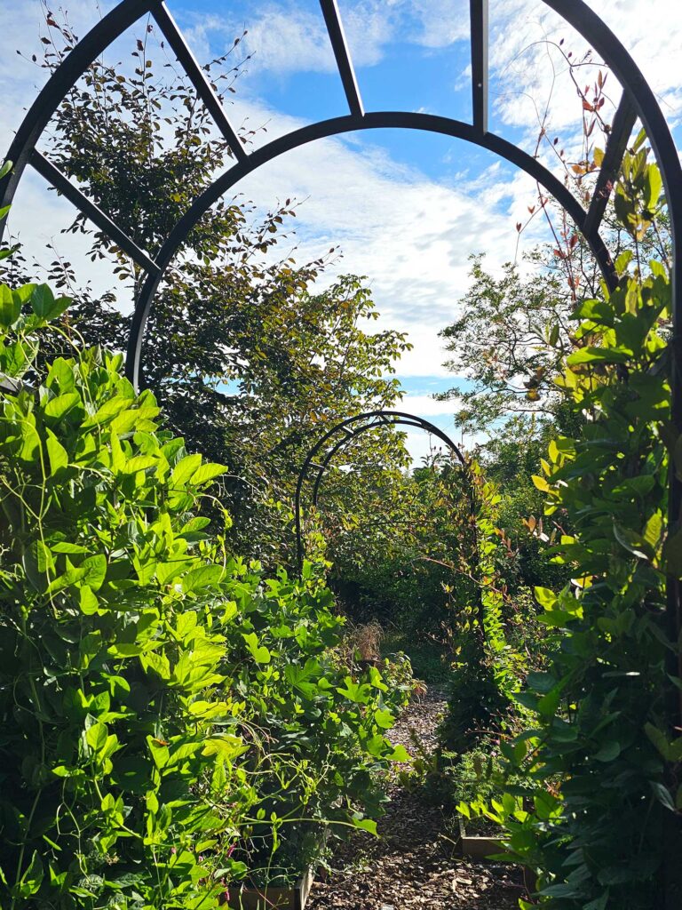 Rosenbågar i snittblomsträdgården på Villa Kämparo